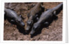 Black Caimans Sunbathing by Anonymous