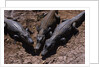 Black Caimans Sunbathing by Anonymous