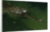 Gavial at a Gator Farm by Anonymous