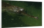 Gavial at a Gator Farm by Anonymous