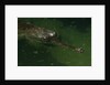 Gavial at a Gator Farm by Anonymous