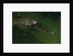 Gavial at a Gator Farm by Anonymous