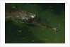 Gavial at a Gator Farm by Anonymous