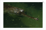 Gavial at a Gator Farm by Anonymous