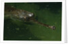 Gavial at a Gator Farm by Anonymous