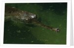Gavial at a Gator Farm by Anonymous