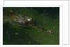 Gavial at a Gator Farm by Anonymous