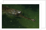 Gavial at a Gator Farm by Anonymous