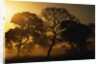 Tree Silhouettes by Anonymous
