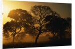 Tree Silhouettes by Anonymous