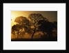 Tree Silhouettes by Anonymous