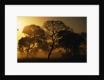 Tree Silhouettes by Anonymous