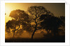 Tree Silhouettes by Anonymous