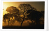 Tree Silhouettes by Anonymous