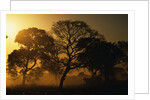 Tree Silhouettes by Anonymous
