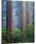 Rhododendrons and Redwoods by Anonymous