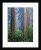Rhododendrons and Redwoods by Anonymous