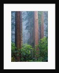 Rhododendrons and Redwoods by Anonymous