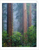 Rhododendrons and Redwoods by Anonymous