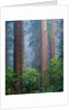 Rhododendrons and Redwoods by Anonymous