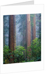 Rhododendrons and Redwoods by Anonymous
