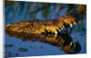 Nile Crocodile Swimming in Water by Anonymous