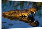 Nile Crocodile Swimming in Water by Anonymous