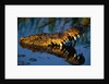 Nile Crocodile Swimming in Water by Anonymous