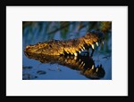 Nile Crocodile Swimming in Water by Anonymous