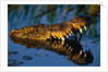Nile Crocodile Swimming in Water by Anonymous