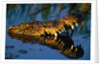 Nile Crocodile Swimming in Water by Anonymous