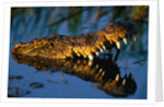Nile Crocodile Swimming in Water by Anonymous