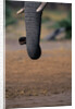 Elephant's Trunk by Anonymous