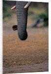 Elephant's Trunk by Anonymous