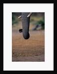 Elephant's Trunk by Anonymous