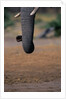 Elephant's Trunk by Anonymous