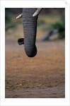 Elephant's Trunk by Anonymous