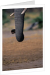 Elephant's Trunk by Anonymous