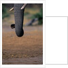 Elephant's Trunk by Anonymous