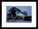 African Elephants Playing in River by Anonymous