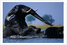 African Elephants Playing in River by Anonymous