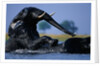 African Elephants Playing in River by Anonymous