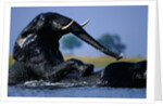 African Elephants Playing in River by Anonymous