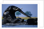 African Elephants Playing in River by Anonymous