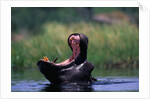 A Hippopotamus Yawning by Anonymous