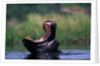 A Hippopotamus Yawning by Anonymous