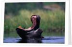 A Hippopotamus Yawning by Anonymous