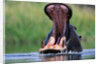 A Hippopotamus Yawning by Anonymous