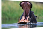 A Hippopotamus Yawning by Anonymous