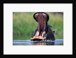 A Hippopotamus Yawning by Anonymous
